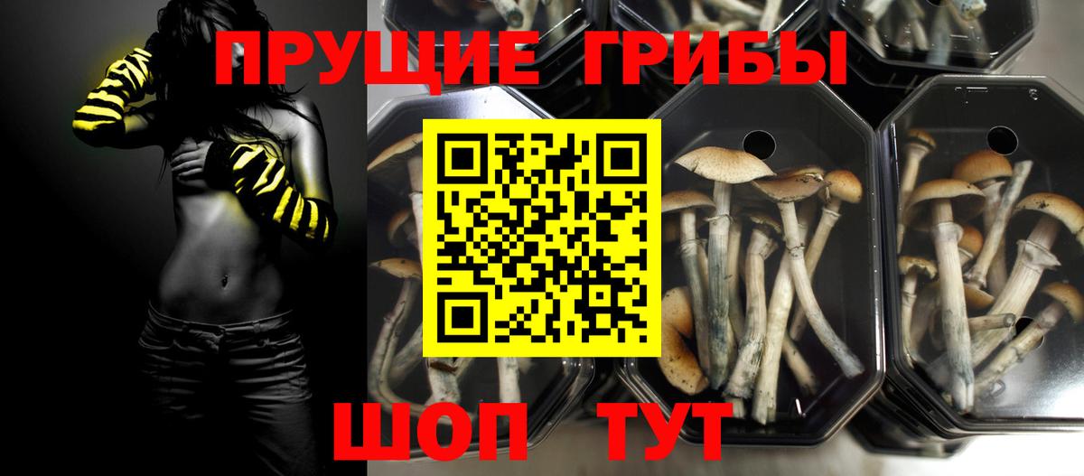 купить наркоту  Вход с VPN  Прокопьевск  Псилоцибиновые грибы прущие грибы 